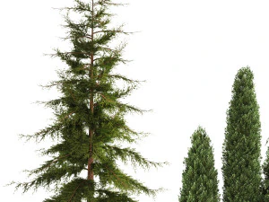 Jardim de thuja e ciprestes com arbustos 1156 Modelo 3D