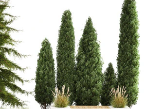 Jardim de thuja e ciprestes com arbustos 1156 Modelo 3D