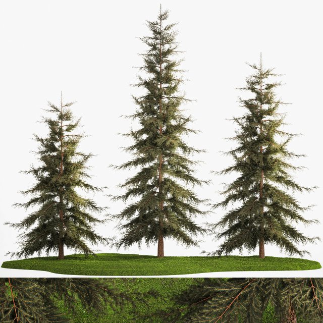 Spruce And Fir Trees For The Park 1157 3D 模型 .c4d .max .obj .3ds .fbx .stl .blend 