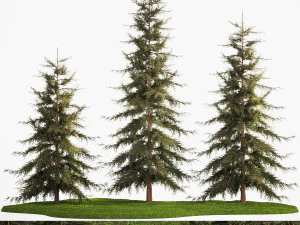 公園のトウヒとモミの木 1157 3Dモデル