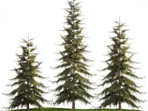 Spruce And Fir Trees For The Park 1157 3D 模型