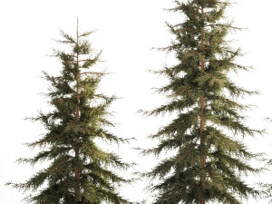 Spruce And Fir Trees For The Park 1157 3D 模型