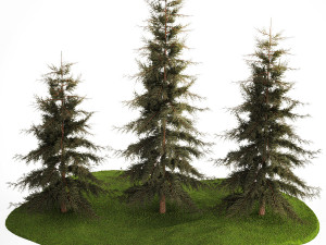 Spruce And Fir Trees For The Park 1157 3D 模型