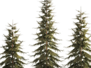 Spruce And Fir Trees For The Park 1157 3D 模型