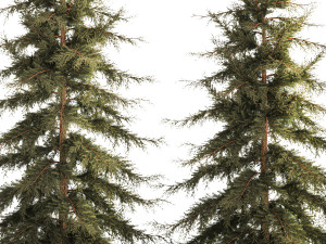 Spruce And Fir Trees For The Park 1157 3D 模型