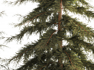Spruce And Fir Trees For The Park 1157 3D 模型