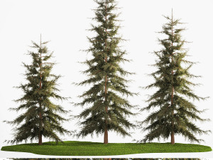Spruce And Fir Trees For The Park 1157 3D 模型