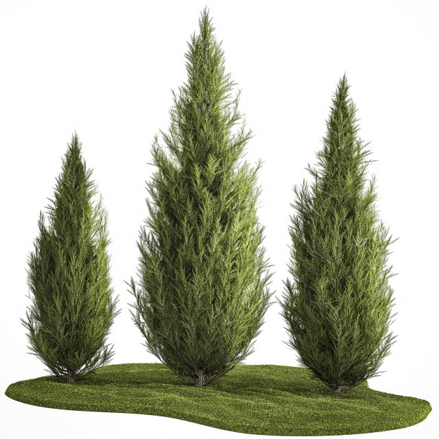 Juniper Thuja And Cypress For Landscape Design 1159 3D मॉडल .c4d .max .obj .3ds .fbx .stl .blend 