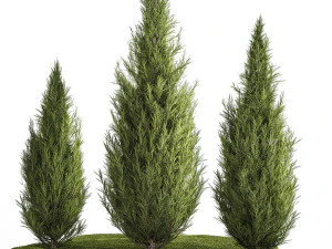 景観デザインのためのジュニパー Thuja とサイプレス 1159 3Dモデル