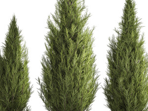 Juniper Thuja And Cypress For Landscape Design 1159 3D मॉडल