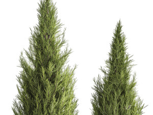 Juniper Thuja And Cypress For Landscape Design 1159 3D मॉडल