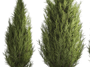 Juniper Thuja And Cypress For Landscape Design 1159 3D मॉडल