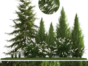 Garden of thuja and cypress trees with Miscanthus bushes 1158 3D Модель