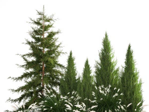 Garden of thuja and cypress trees with Miscanthus bushes 1158 3D Model