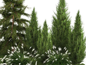 Garden of thuja and cypress trees with Miscanthus bushes 1158 3D Model
