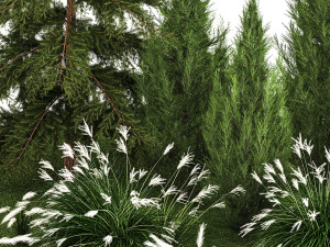 Garden of thuja and cypress trees with Miscanthus bushes 1158 3D Модель