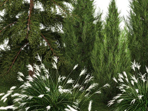 Garden of thuja and cypress trees with Miscanthus bushes 1158 3D Model