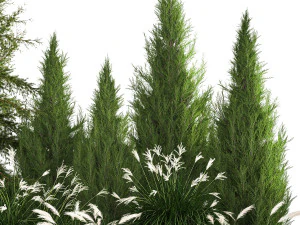 Garden of thuja and cypress trees with Miscanthus bushes 1158 3D Model