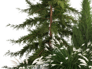 Garden of thuja and cypress trees with Miscanthus bushes 1158 3D Модель