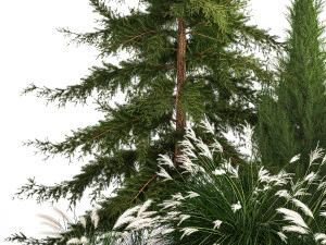Garden of thuja and cypress trees with Miscanthus bushes 1158 3D Model