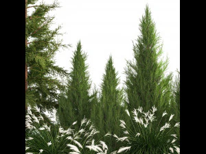 Garden of thuja and cypress trees with Miscanthus bushes 1158 3D Model