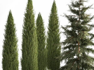 Garden of thuja and cypress trees with feather grass bushes 1160 3D मॉडल