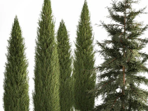 Jardim de thuja e ciprestes com arbustos de grama 1160 Modelo 3D
