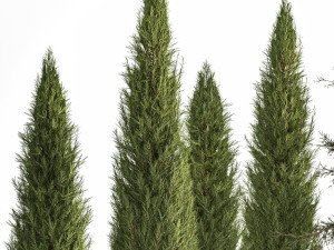 Garden of thuja and cypress trees with feather grass bushes 1160 3D मॉडल