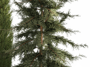 Garden of thuja and cypress trees with feather grass bushes 1160 3D मॉडल