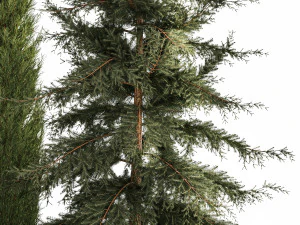 Jardim de thuja e ciprestes com arbustos de grama 1160 Modelo 3D
