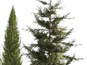 Garden of thuja and cypress trees with feather grass bushes 1160 3D मॉडल
