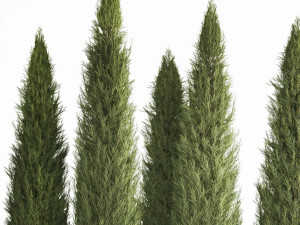 Juniper Thuja And Cypress For Park Garden Forest 1161 3D 모델