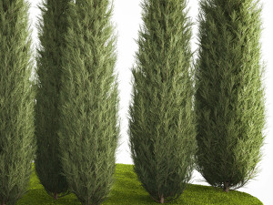 Juniper Thuja And Cypress For Park Garden Forest 1161 3D 모델