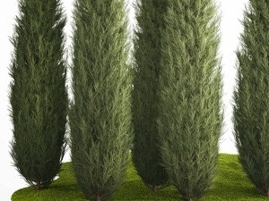Juniper Thuja And Cypress For Park Garden Forest 1161 3D 모델