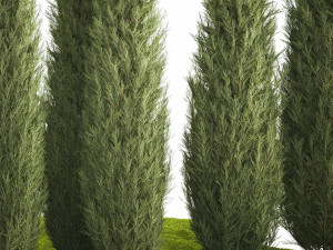 Juniper Thuja And Cypress For Park Garden Forest 1161 3D 모델