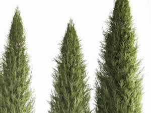 Juniper Thuja And Cypress For Park Garden Forest 1161 3D 모델