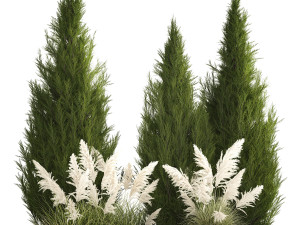 Cypress and thuja with pampas grass in the garden 1162 3D Model
