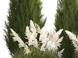 Cypress and thuja with pampas grass in the garden 1162 3Dモデル