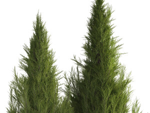 Cypress and thuja with pampas grass in the garden 1162 3Dモデル