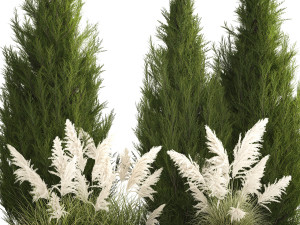 Cypress and thuja with pampas grass in the garden 1162 3Dモデル