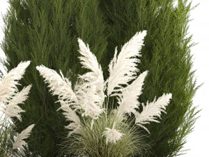 Cypress and thuja with pampas grass in the garden 1162 3D Model