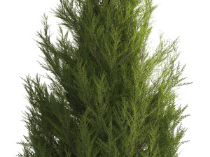 Cypress and thuja with pampas grass in the garden 1162 3Dモデル