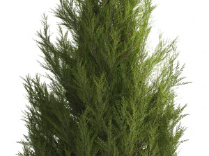 Cypress and thuja with pampas grass in the garden 1162 3D Model