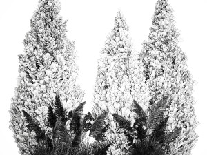 Cypress and thuja with pampas grass in the garden 1162 3Dモデル