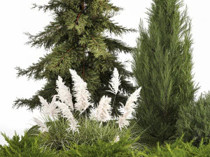 Garden of thuja and cypress trees with pampas grass bushes 1163 3D Model