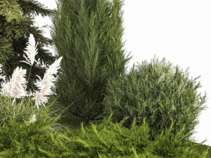 Garden of thuja and cypress trees with pampas grass bushes 1163 3D Model