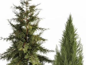 Garden of thuja and cypress trees with pampas grass bushes 1163 3D Model