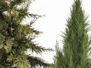 Garden of thuja and cypress trees with pampas grass bushes 1163 Modèle 3D