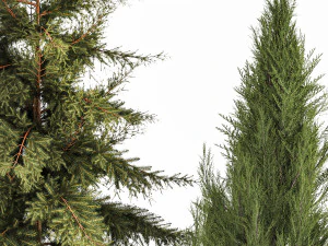 Garden of thuja and cypress trees with pampas grass bushes 1163 3D Model