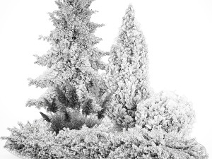 Garden of thuja and cypress trees with pampas grass bushes 1163 Modèle 3D